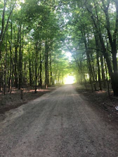 An open pathway through a forest bathed in golden light, inviting forward movement.
