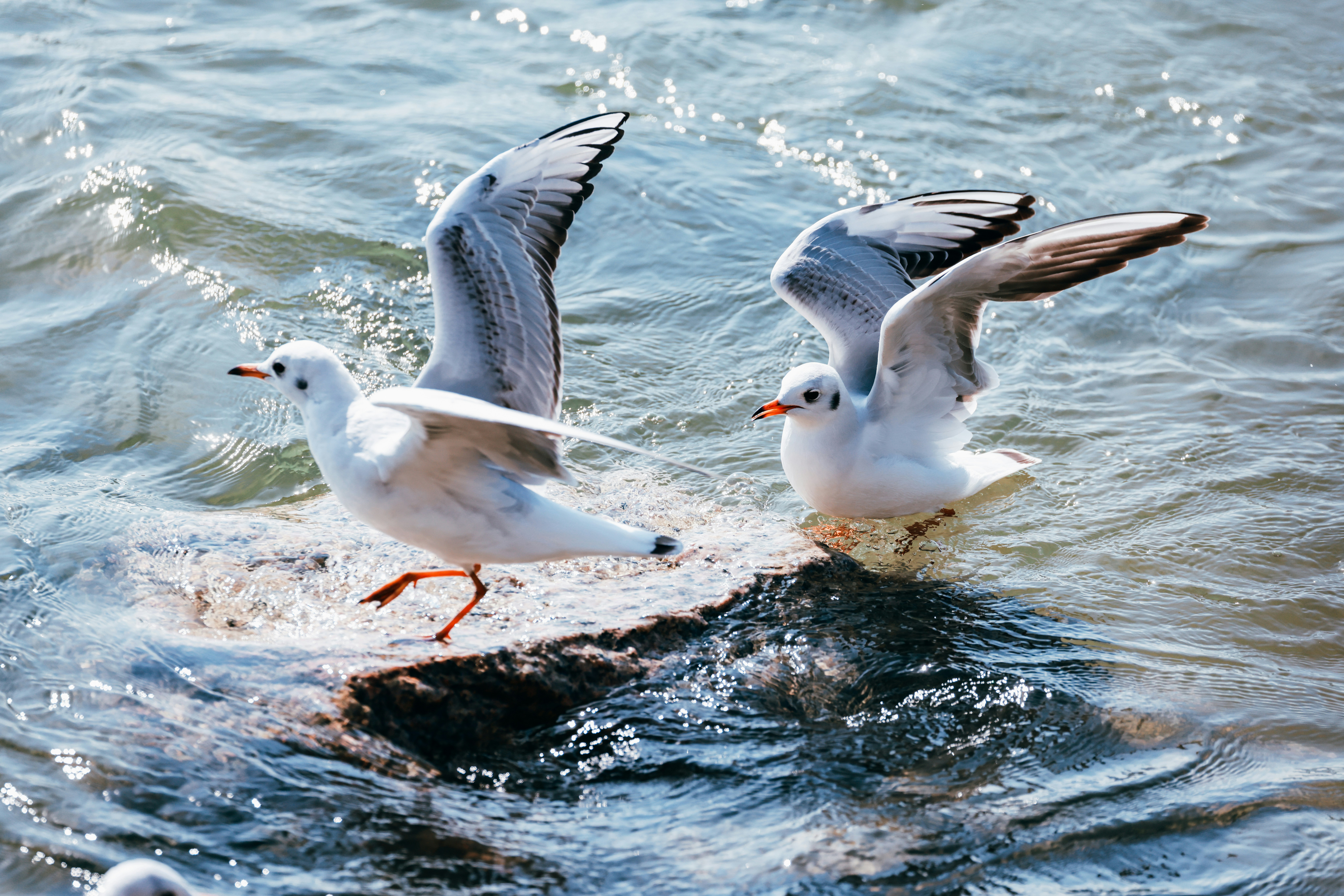 Photo by dickenslin76