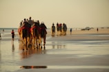 A group of travelers riding camels on a beach at golden hour.