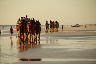 A camel caravan walking along the beach with ocean waves in the background.