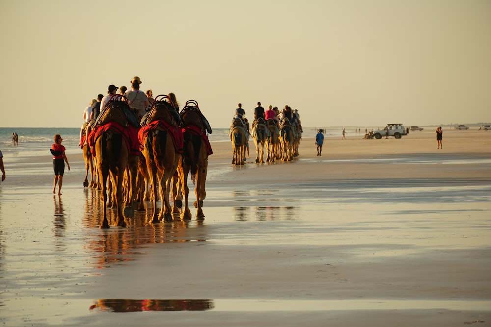 a group of people riding camels on a beach