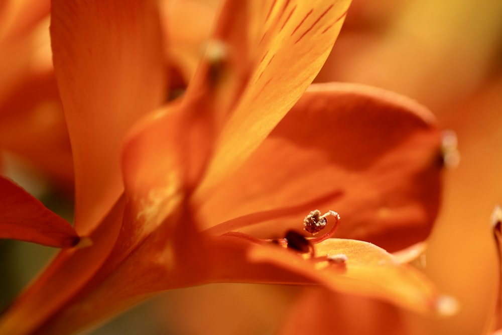 un gros plan d’une fleur avec un insecte dessus