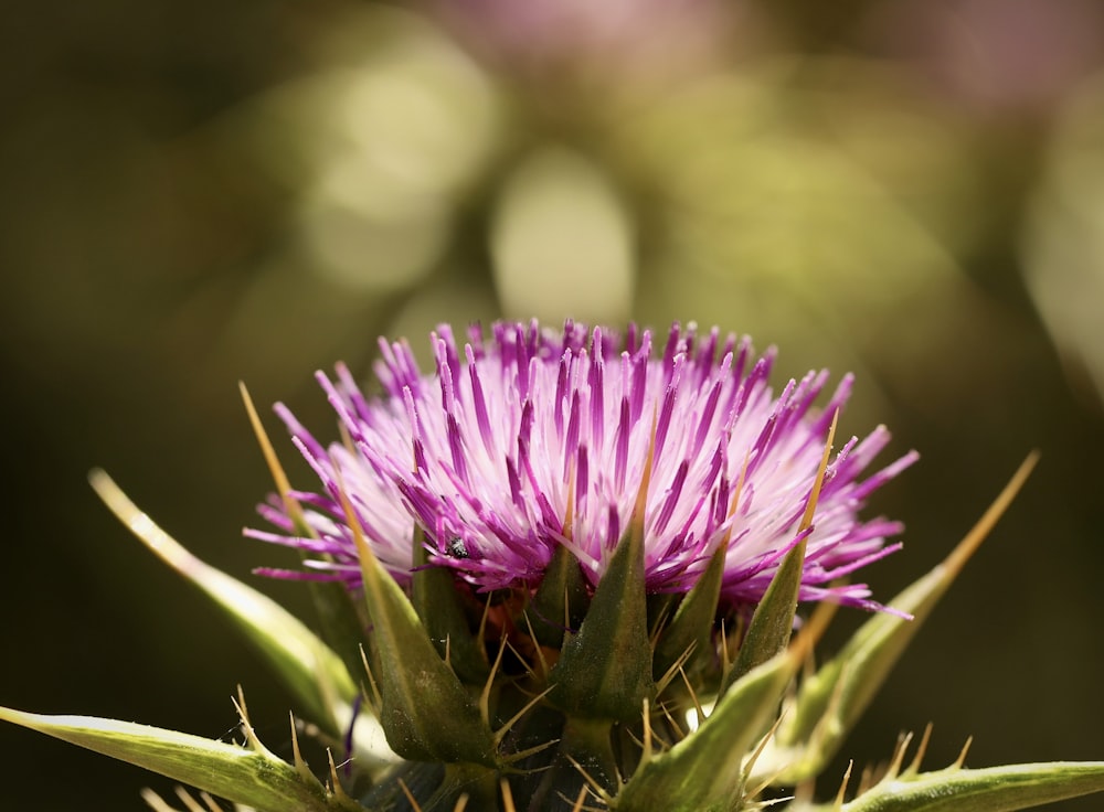 식물에 보라색 꽃을 클로즈업한 A Close Up of a Purple Flower on a Plant