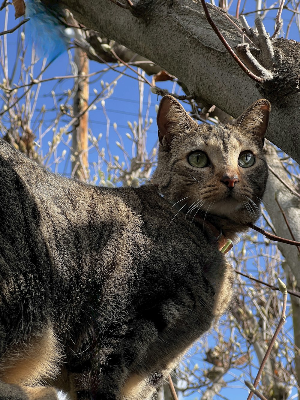 a cat standing on top of a tree branch