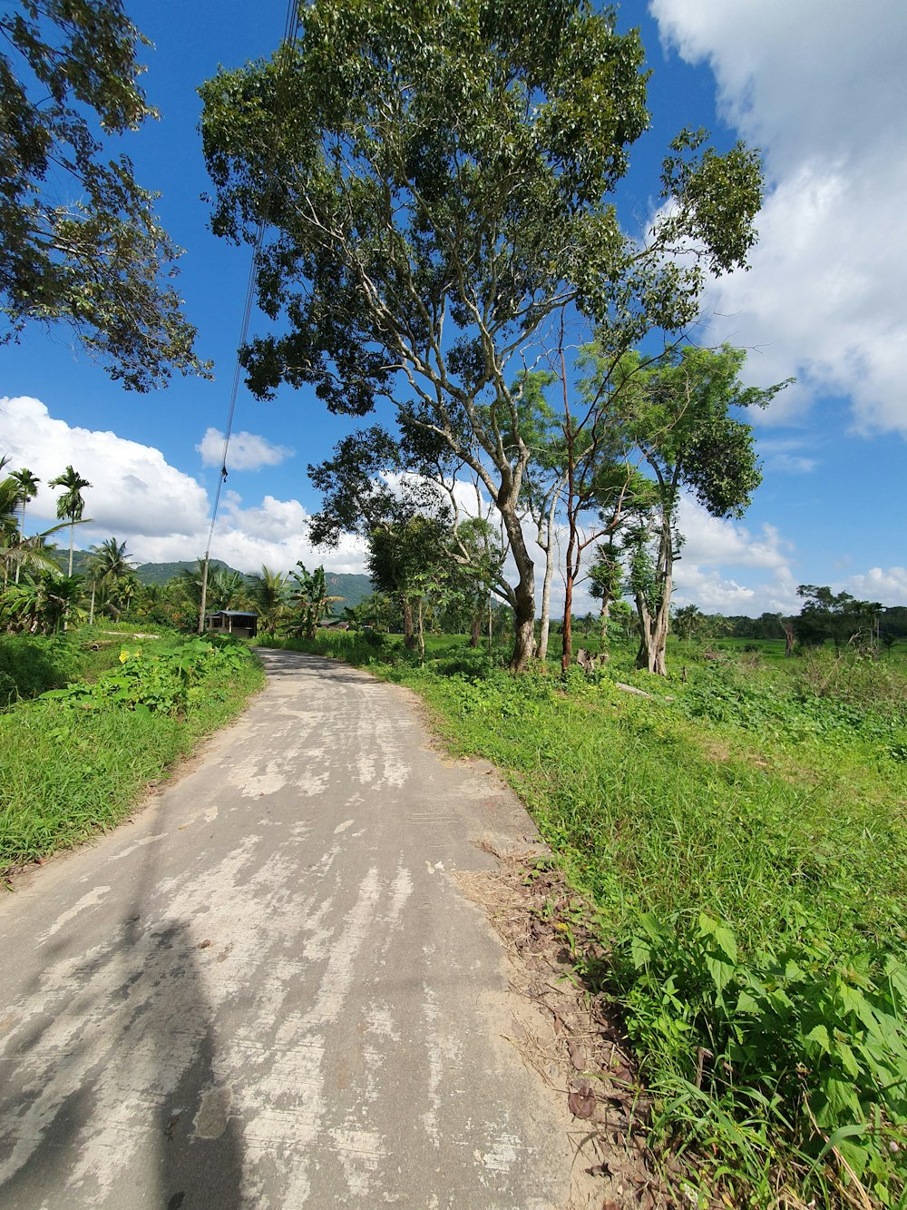 a dirt road surrounded by lush green trees