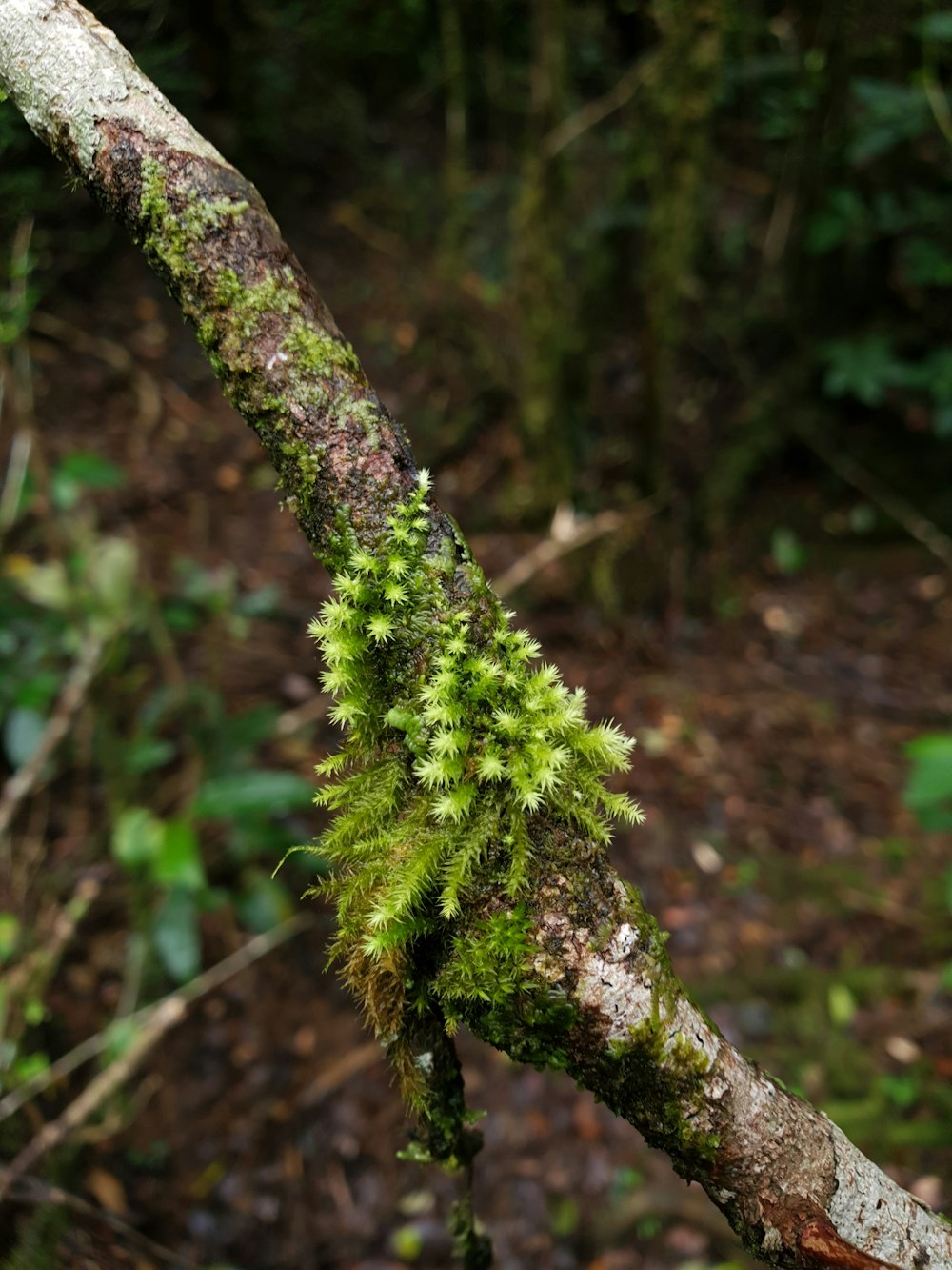 a mossy tree branch in the woods