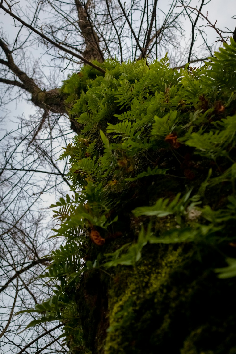 a bird perched on top of a moss covered tree