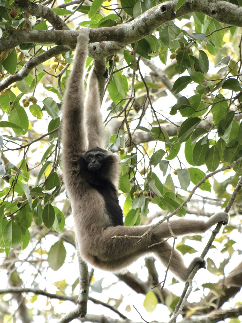 a monkey hanging from a tree branch in a forest