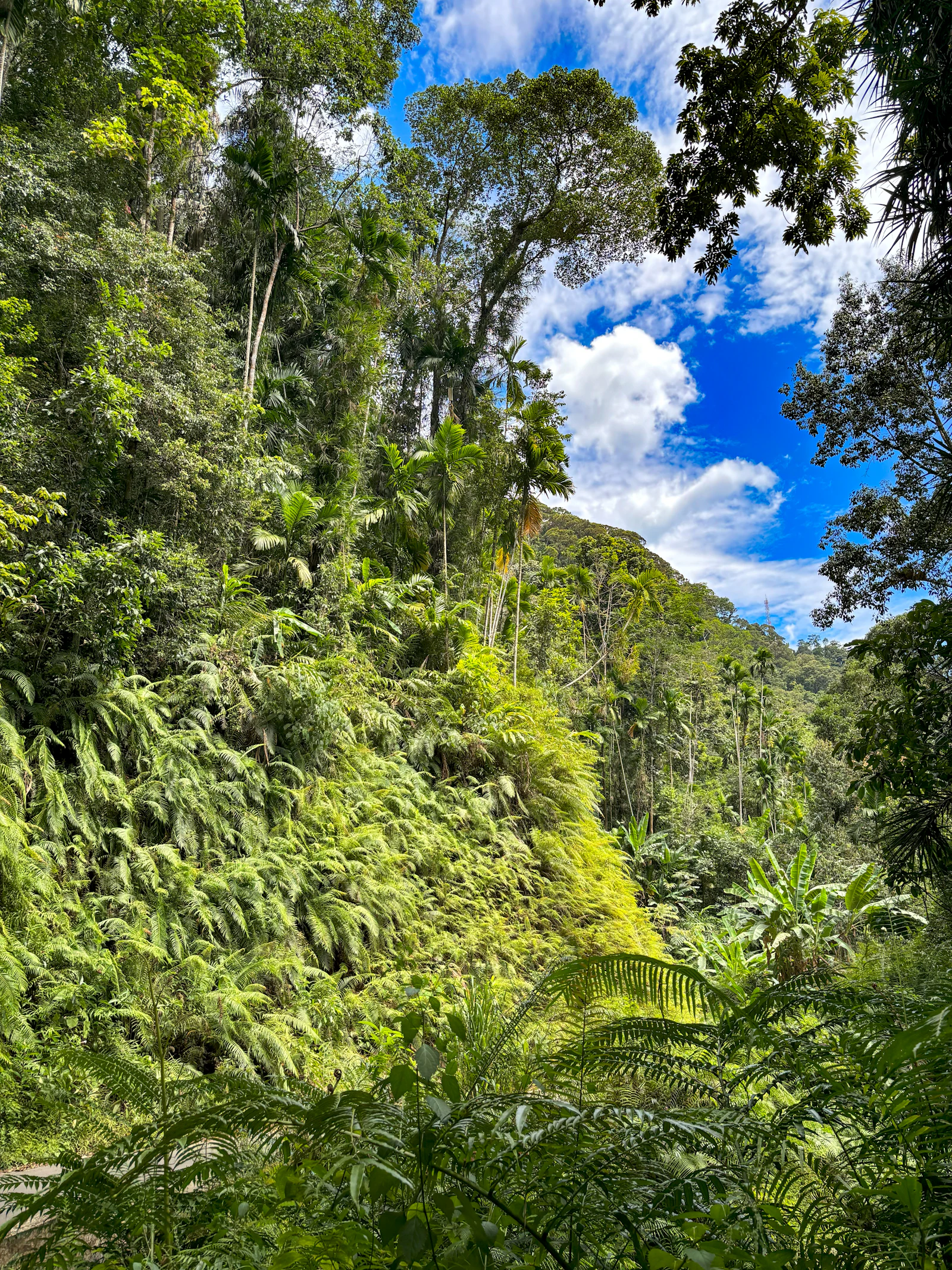 Sinharaja Rainforest