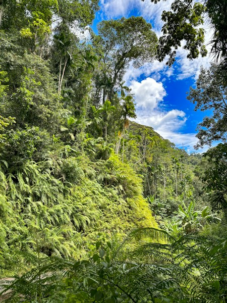 Sinharaja Forest: Sri Lanka's Last Virgin Rainforest