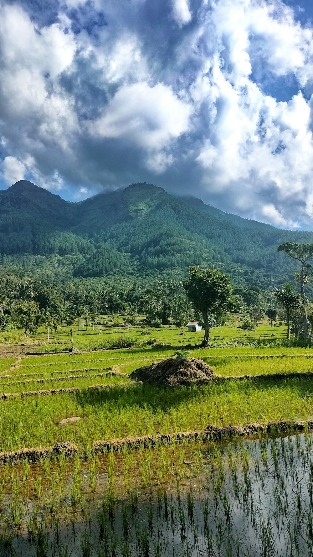 a lush green field with a mountain in the background