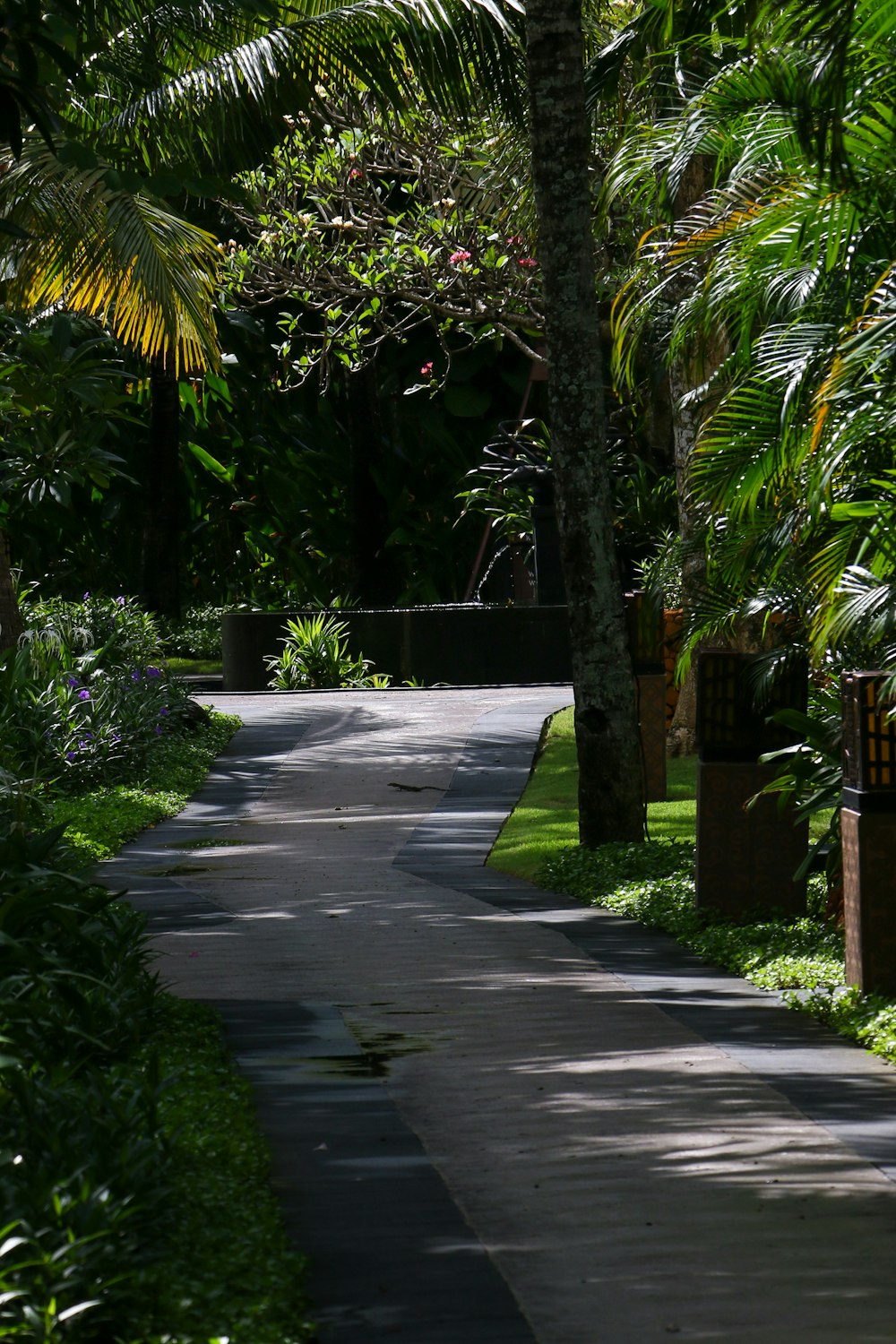 a paved road surrounded by lush green trees