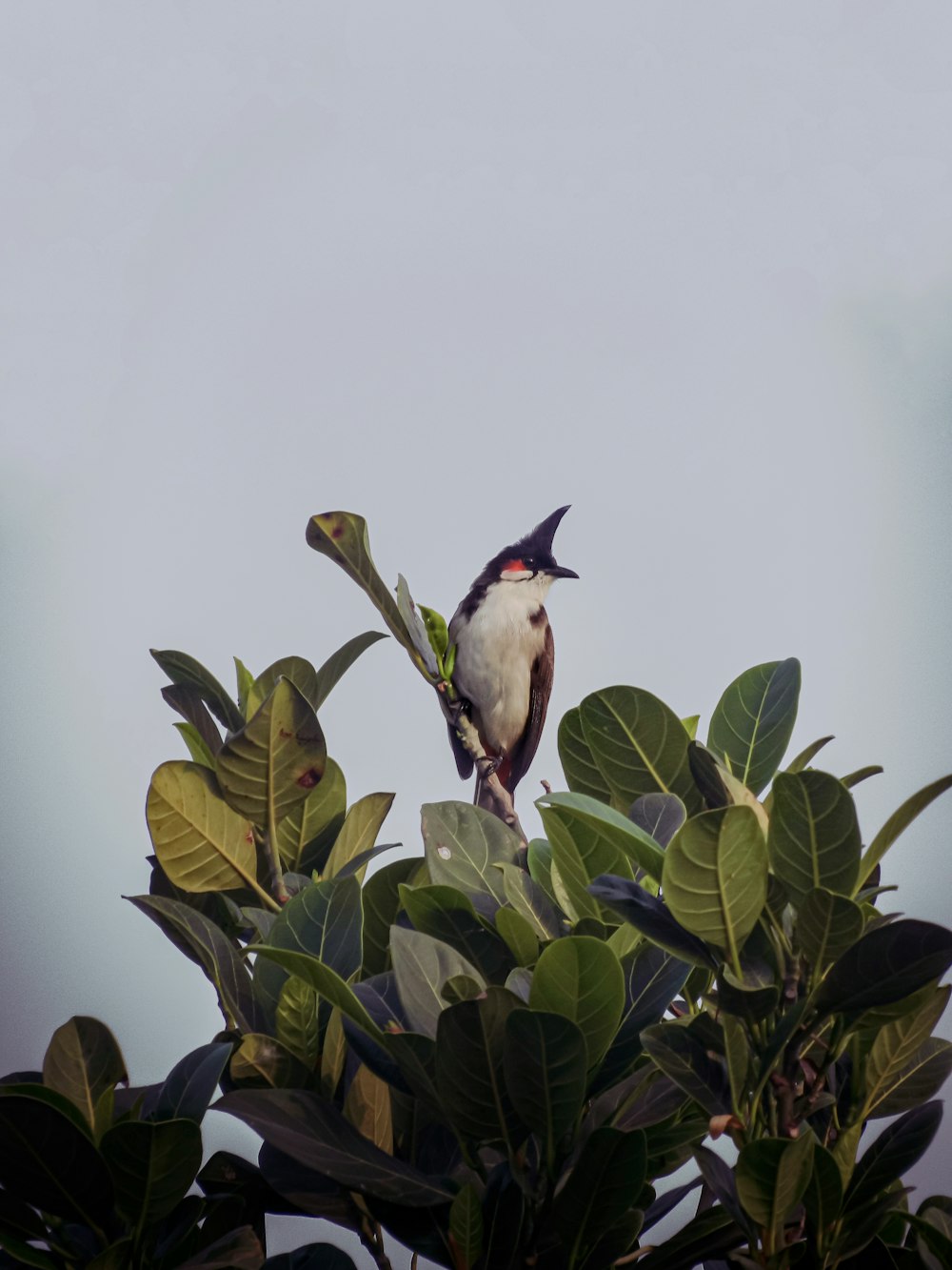 a small bird perched on top of a leafy tree