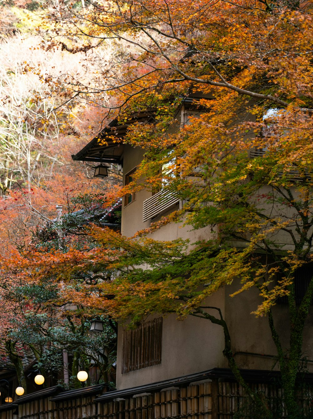a tree with orange and yellow leaves in front of a building