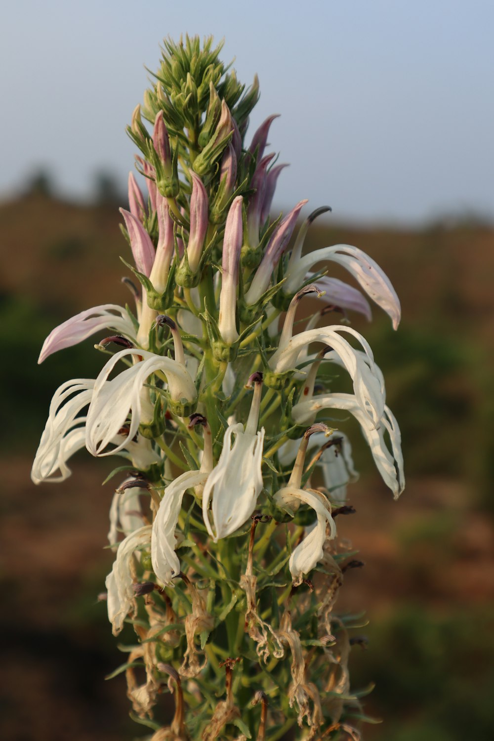 a close up of a flower with a sky background