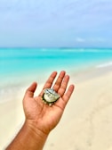 Close-up of hands holding a delicate seashell against a backdrop of turquoise sea.
