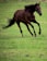 A brown horse gallops energetically across a lush green field, its mane and tail flowing in the air. The horse wears a blue halter and exhibits a strong, muscular build.