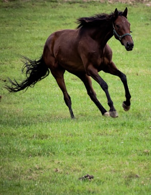 A brown horse gallops energetically across a lush green field, its mane and tail flowing in the air. The horse wears a blue halter and exhibits a strong, muscular build.