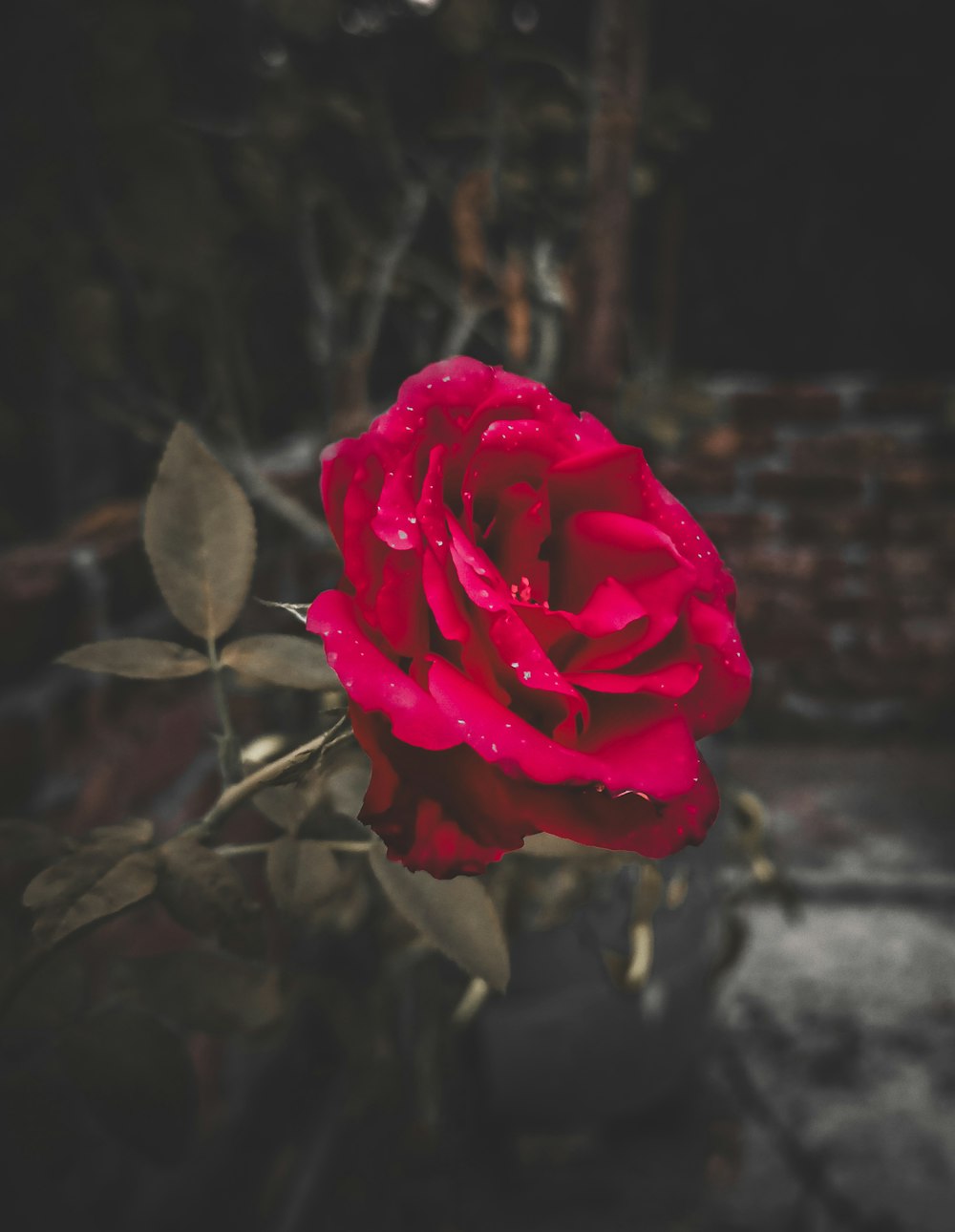 una rosa rossa con gocce d'acqua