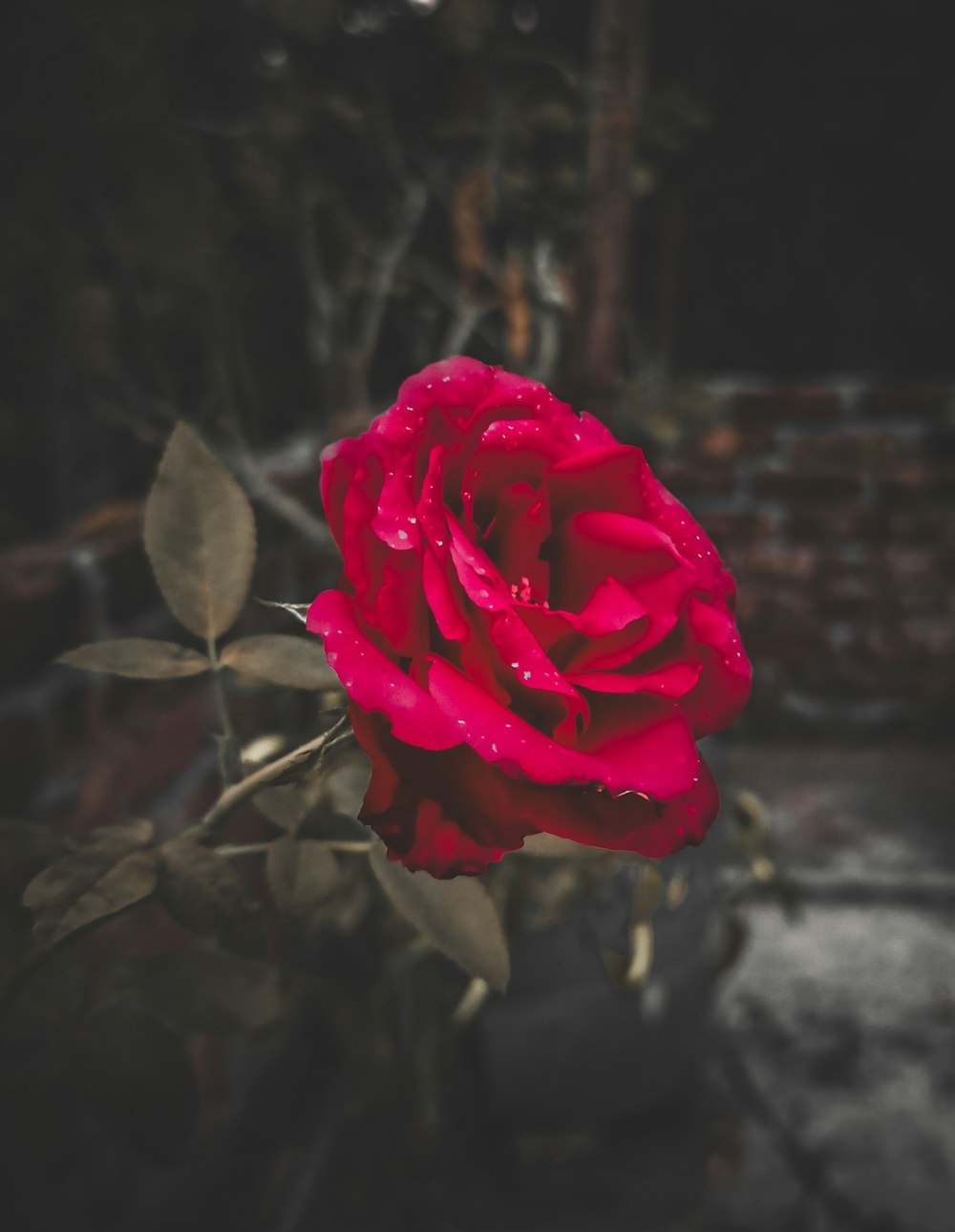 a red rose with water droplets on it