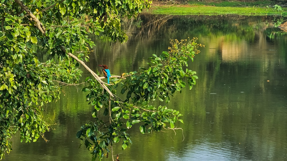 a bird sitting on a branch in the middle of a lake
