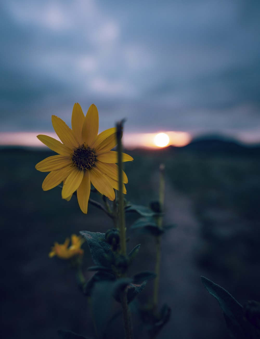 un girasol en un campo con una puesta de sol en el fondo