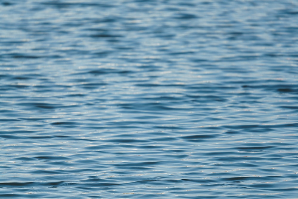 a bird flying over a body of water