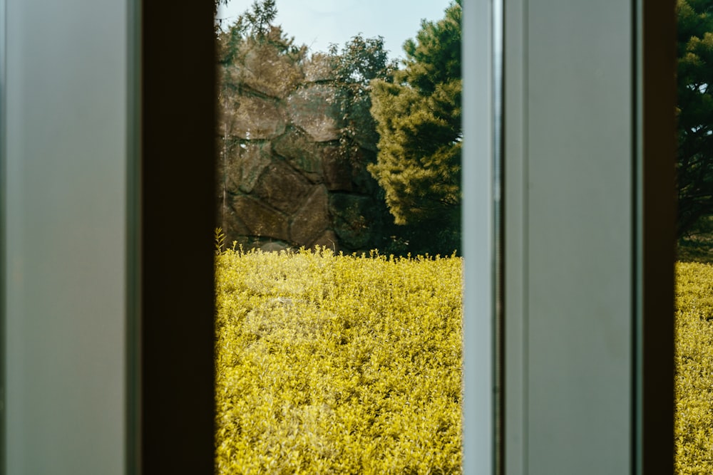 a window view of a field of yellow flowers
