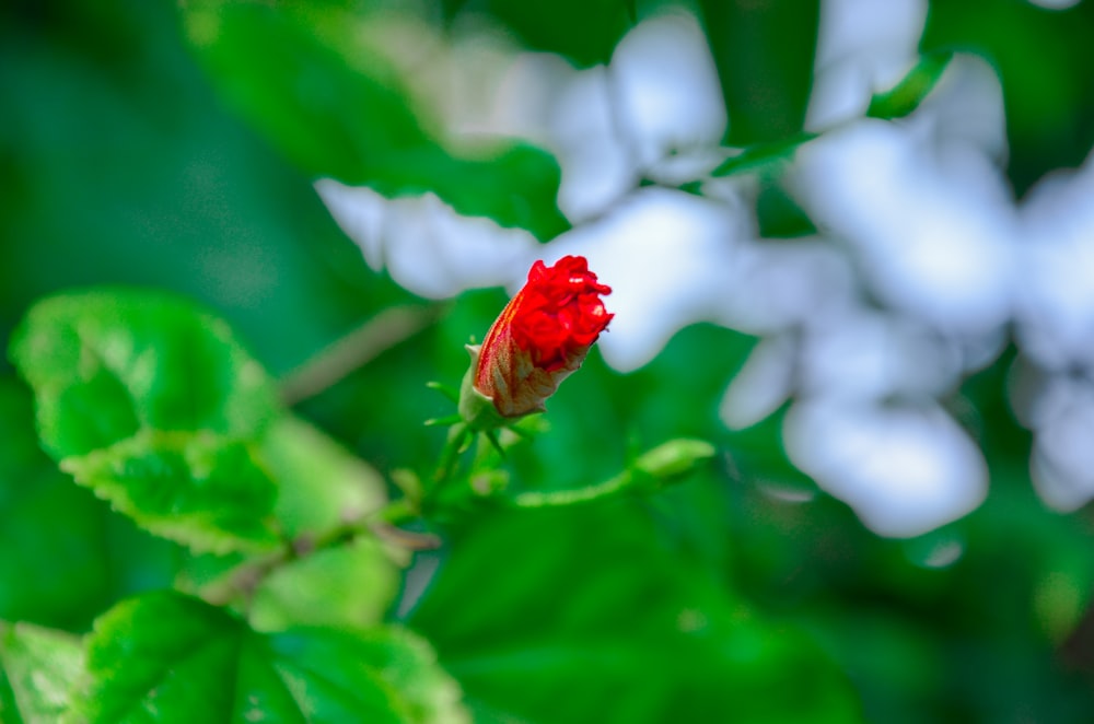 a small red flower with green leaves in the background