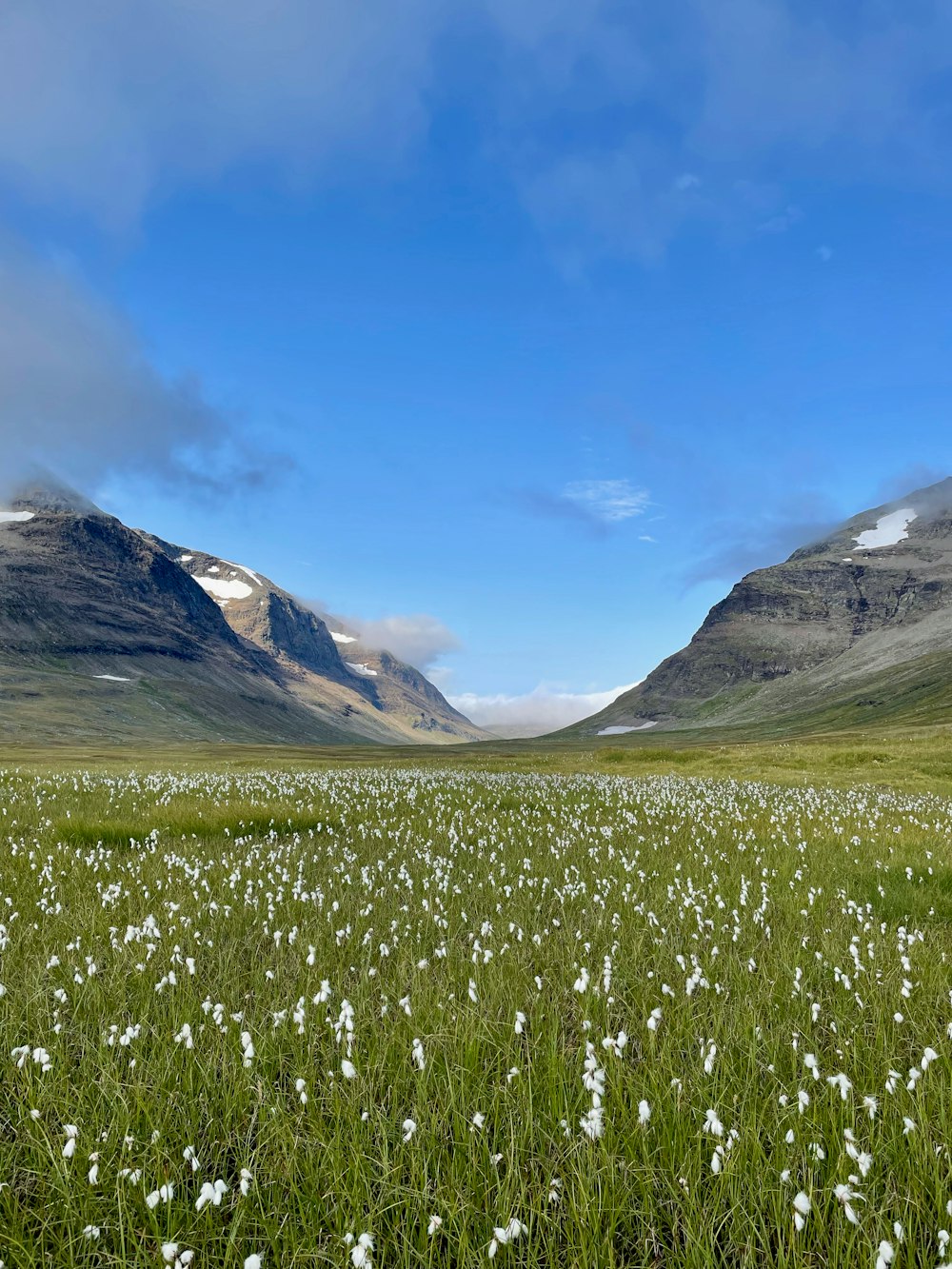 a field of flowers with mountains in the background