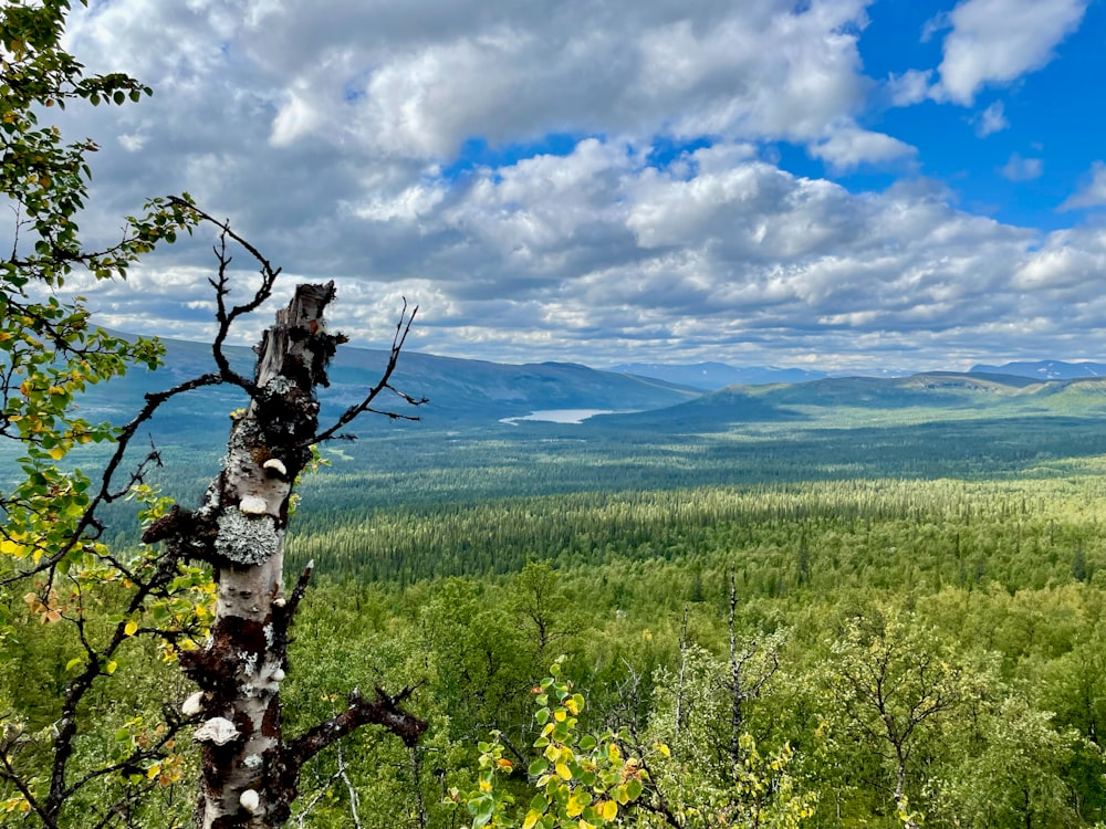 a view of a forest with mountains in the distance