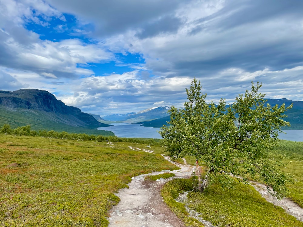 a small tree on a grassy hill with a lake in the background