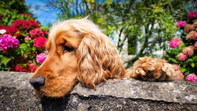 A golden-brown dog with long, wavy fur rests its head and paw on a stone wall. The background features vibrant hydrangea flowers in pink and red, along with lush green foliage under a bright blue sky.