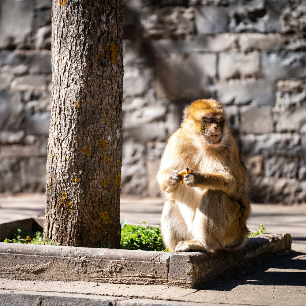a monkey sitting on the ground next to a tree