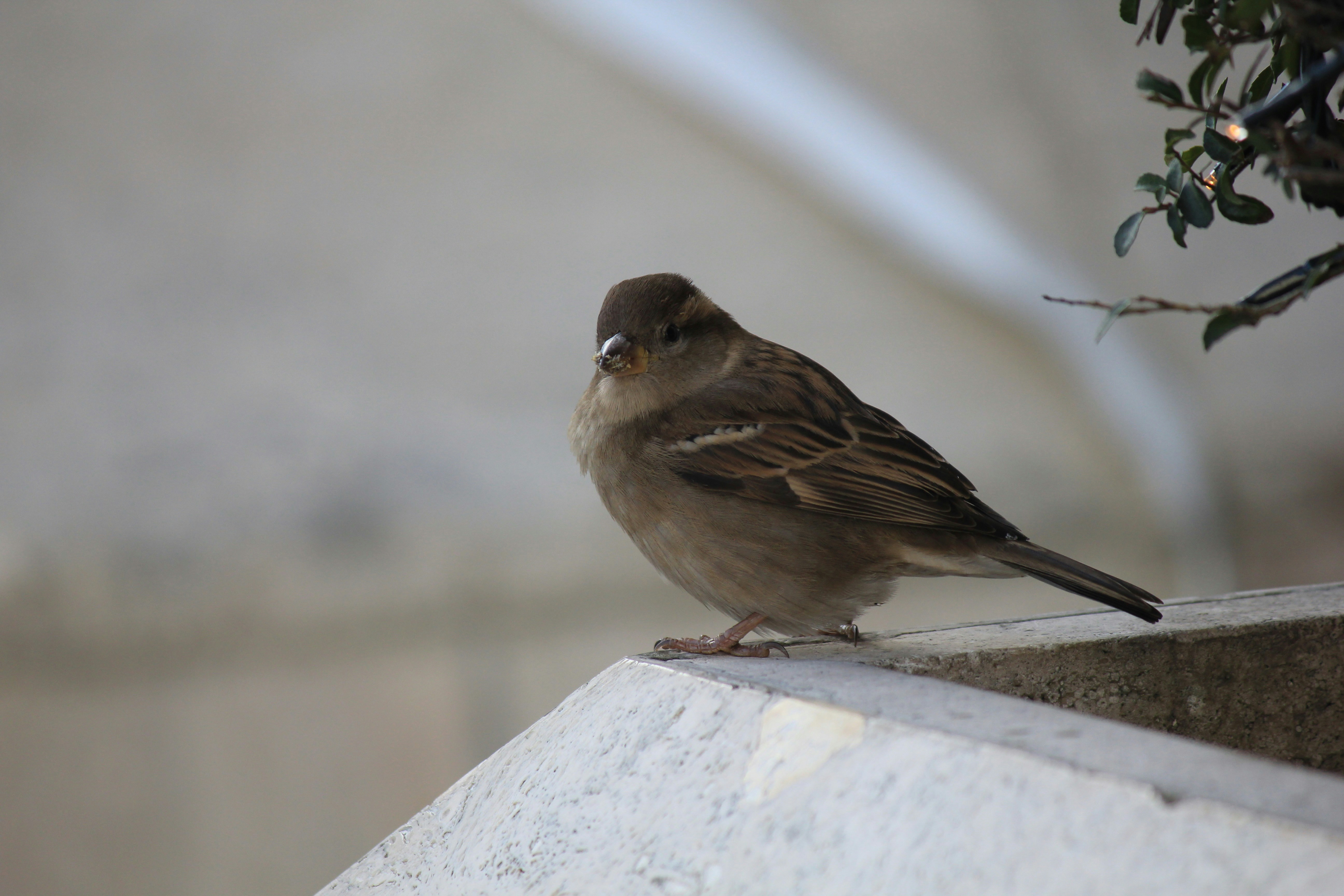 A female House Sparrow looking back at you.