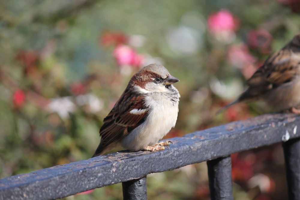 a couple of birds sitting on top of a metal fence