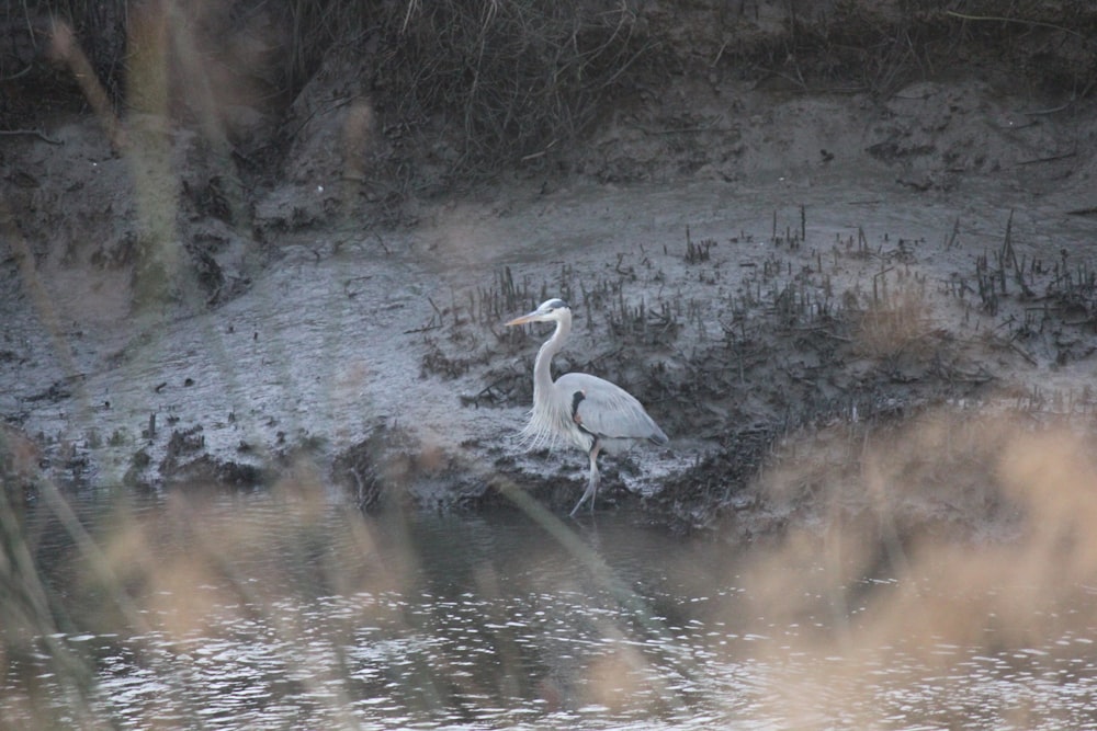 a large white bird standing next to a body of water