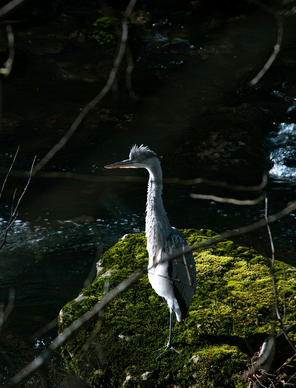 a bird is standing on a mossy rock