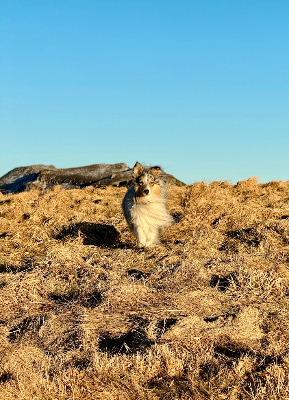 a dog sitting in a field of dry grass