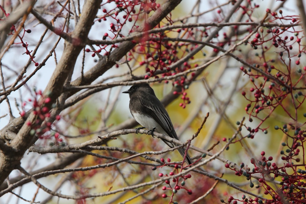 a small bird sitting on a branch of a tree