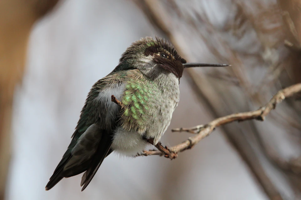 A small, dark green hummingbird is perched on a thin branch with brown twigs. The bird's wings are slightly spread out and its beak is pointed downwards.