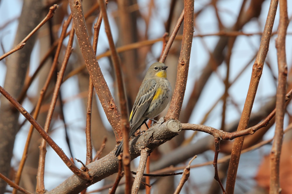 a small bird perched on a branch of a tree