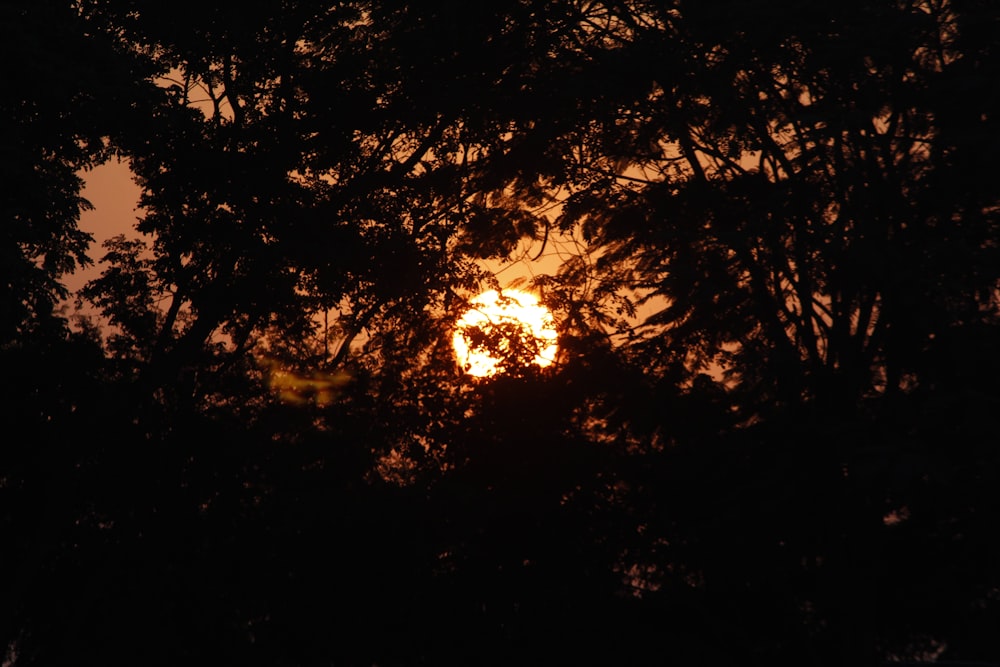 el sol se está poniendo a través de algunos árboles
