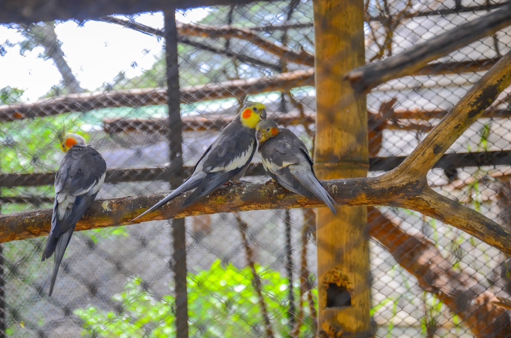 a couple of birds that are sitting on a branch