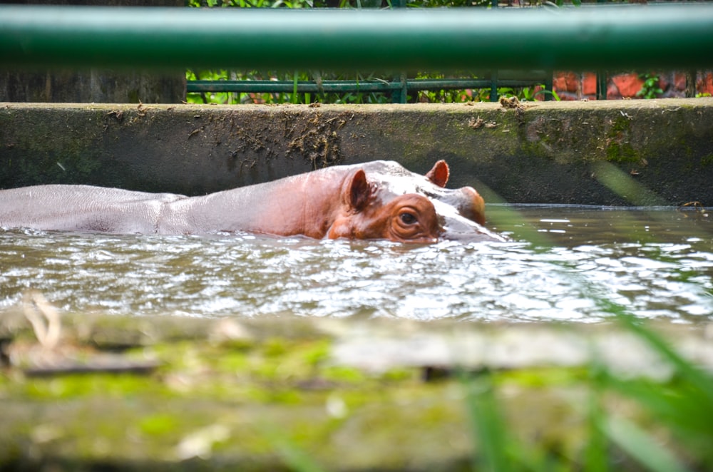 a hippopotamus is swimming in a pool of water