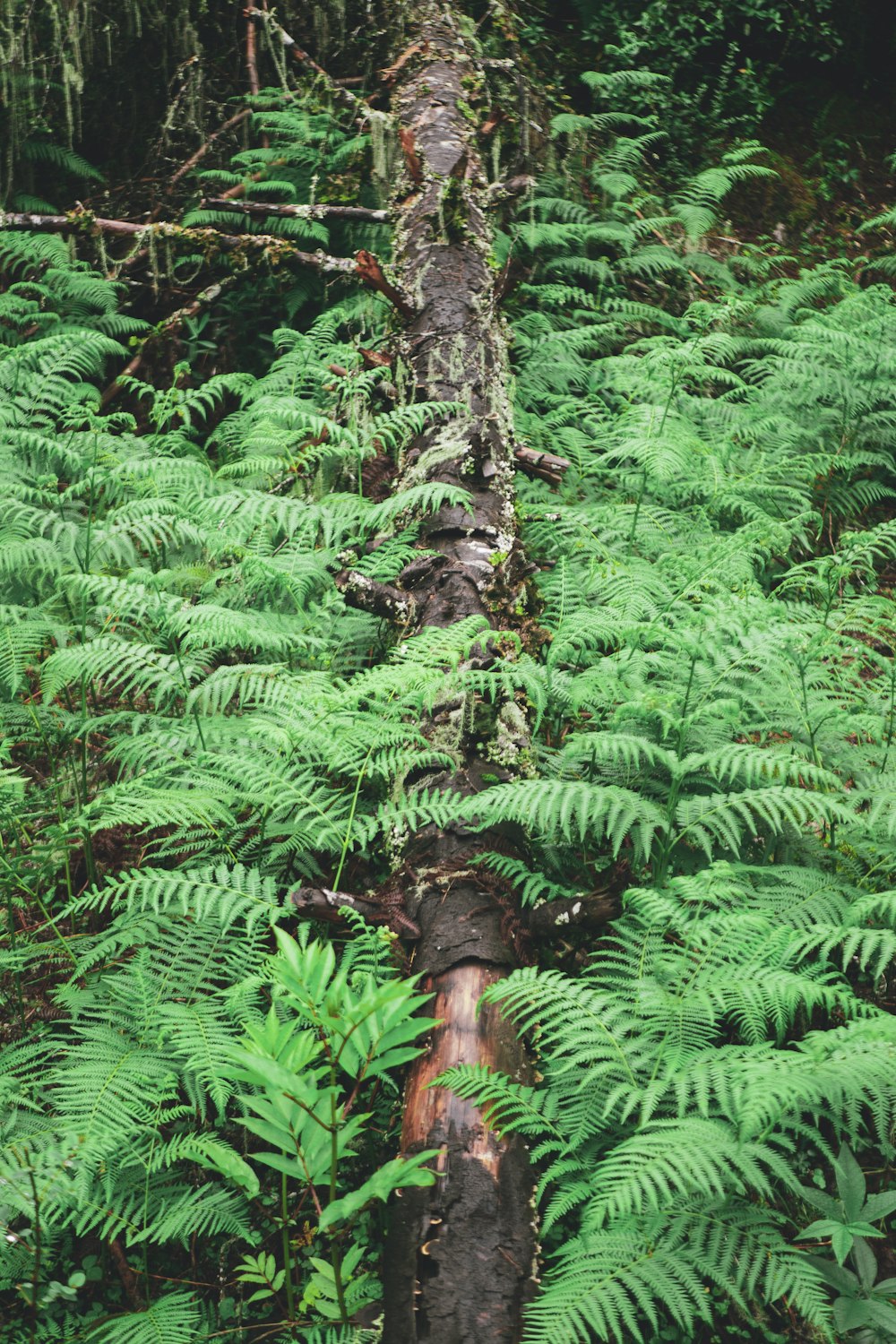 a fallen tree in the middle of a lush green forest