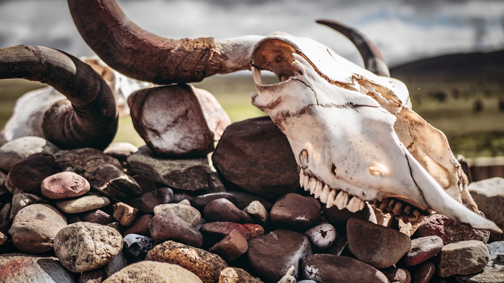 a cow skull is on top of a pile of rocks