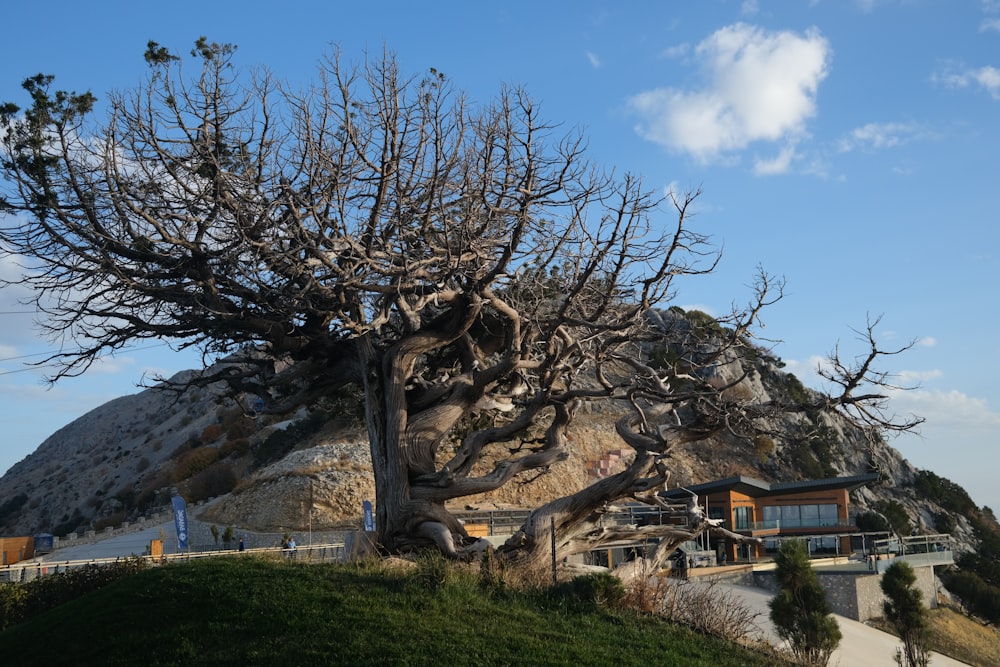 a very large tree on the side of a hill