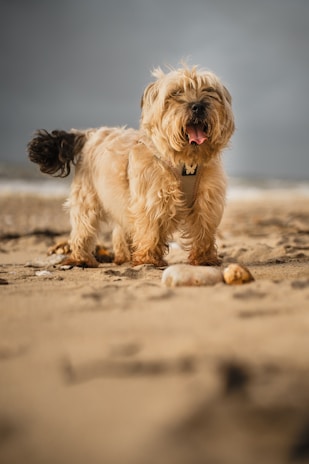 Close-up of a happy dog with wind blowing through its fur on the beach.