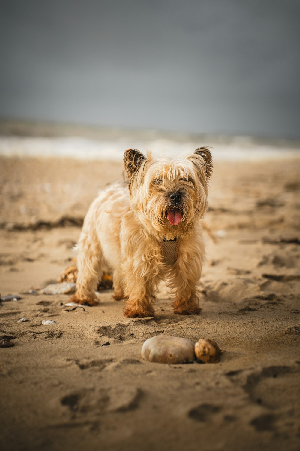 a small brown dog standing on top of a sandy beach